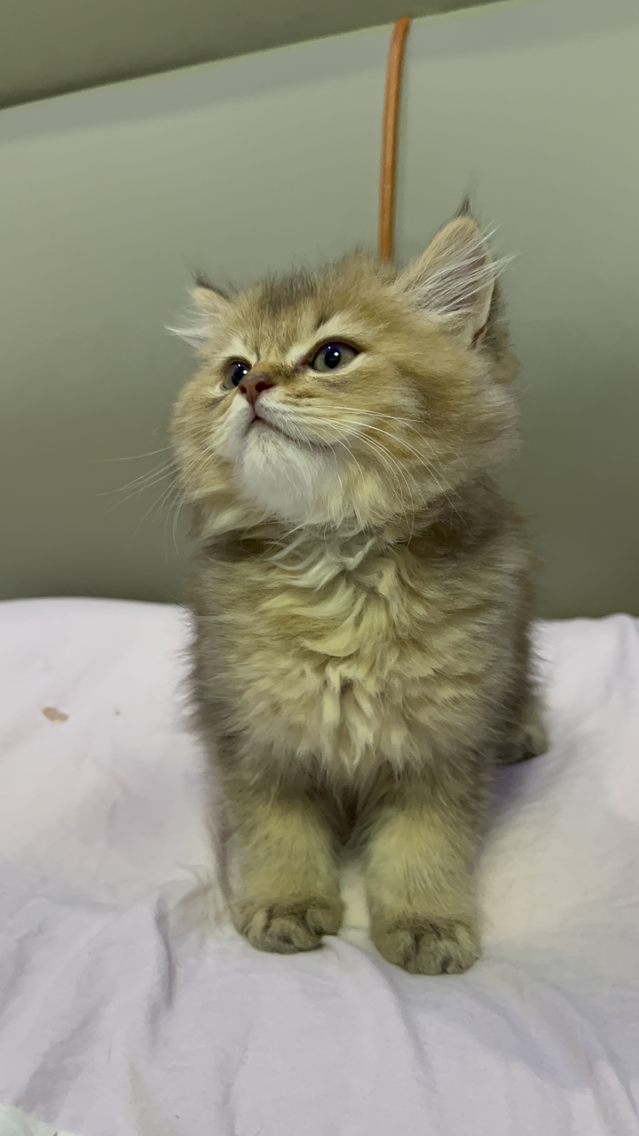 25色长毛金渐层